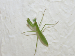 Eumusonia