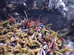 Schistidium maritimum