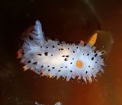 Crimora coneja
