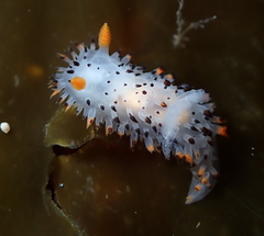 Crimora coneja