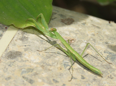 Eumusonia