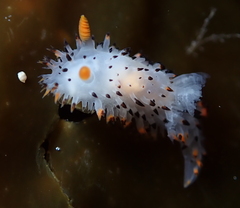 Crimora coneja