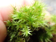 Pohlia longibracteata