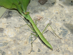 Eumusonia