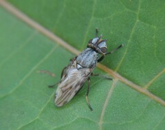 Tetanops