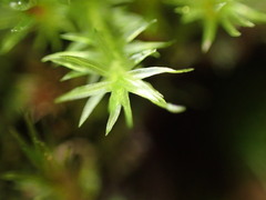 Pohlia longibracteata