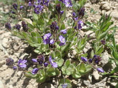 Veronica cusickii