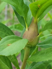 Gnorimoschema jocelynae