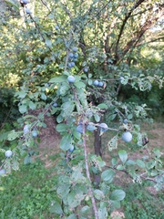 Prunus spinosa