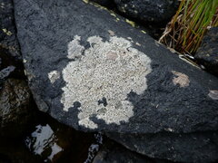 Caloplaca litoricola