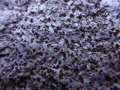 Caloplaca litoricola