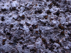 Caloplaca litoricola