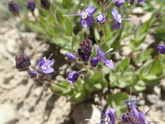 Veronica cusickii