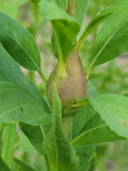 Gnorimoschema jocelynae