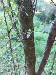 Prunus spinosa