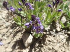 Veronica cusickii