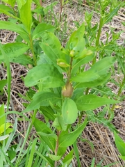 Gnorimoschema jocelynae