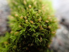 Orthotrichum pulchellum