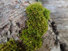 Orthotrichum pulchellum