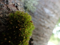Orthotrichum pulchellum