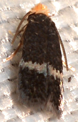 Stigmella myricafoliella