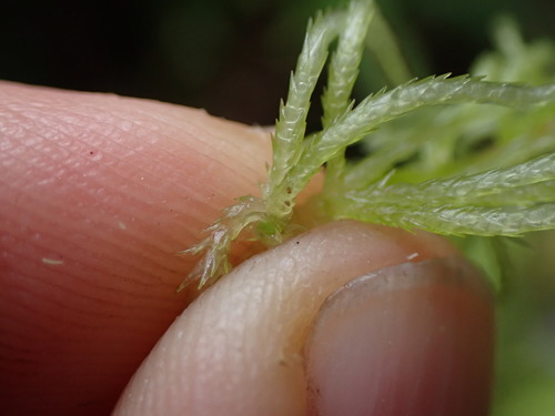 Image of Sphagnum rubiginosum by no rights reserved