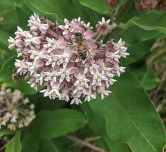 Apis mellifera