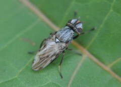 Tetanops
