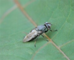 Tetanops