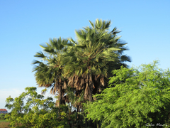 Copernicia prunifera