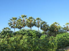 Copernicia prunifera