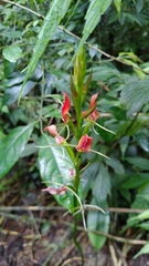 Cryptostylis arachnites