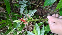 Cryptostylis arachnites