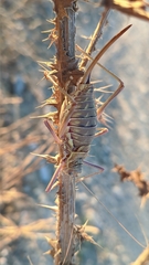 Steropleurus andalusius