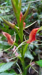 Cryptostylis arachnites