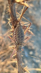 Steropleurus andalusius