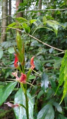 Cryptostylis arachnites