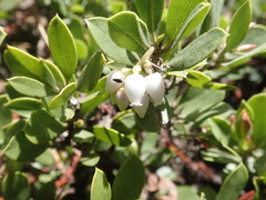 Arctostaphylos patula