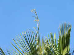 Copernicia prunifera