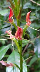 Cryptostylis arachnites