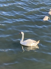 Cygnus olor