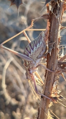 Steropleurus andalusius