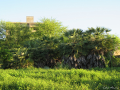 Copernicia prunifera