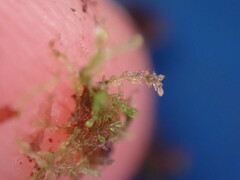 Cephaloziellaceae