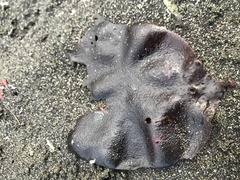 Sarcothalia crispata