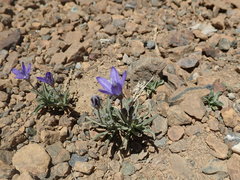 Campanula scabrella