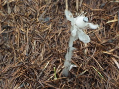 Monotropastrum humile