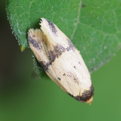 Barea enigmella