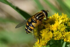 Helophilus neoaffinis