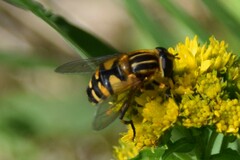 Helophilus neoaffinis